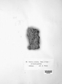 Odontia lateritia image